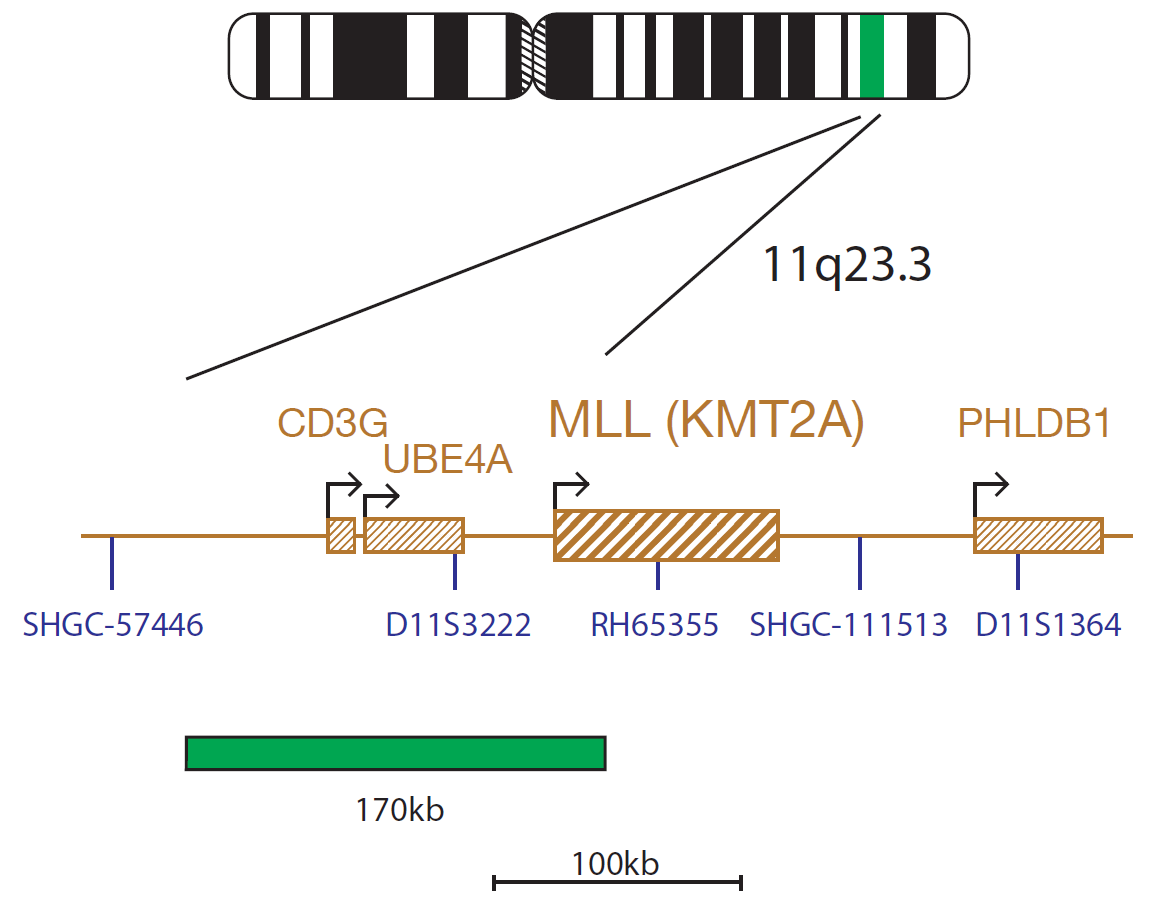 Fluorescence in situ hybridization (FISH) chromosome map showing a probe targeting the MLL (KMT2A) gene.