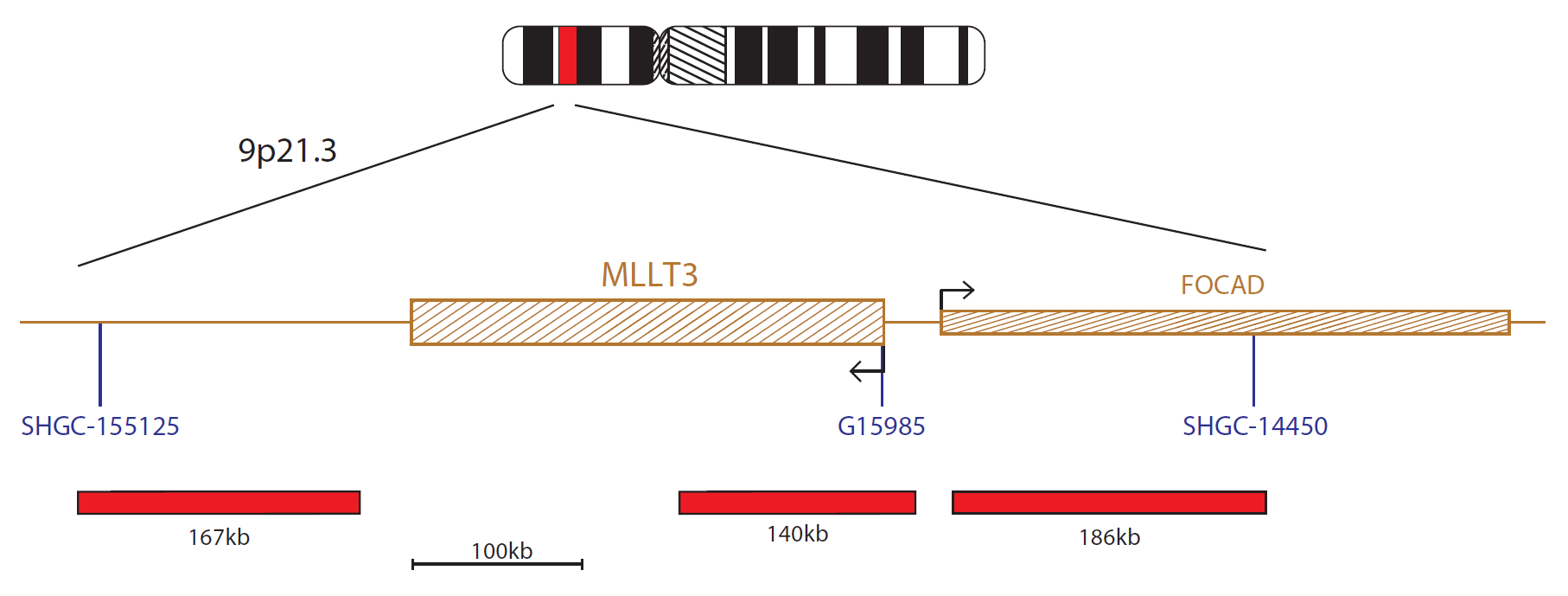 Fluorescence in situ hybridisation (FISH) chromosome map showing a probe targeting the MLLT3 gene.