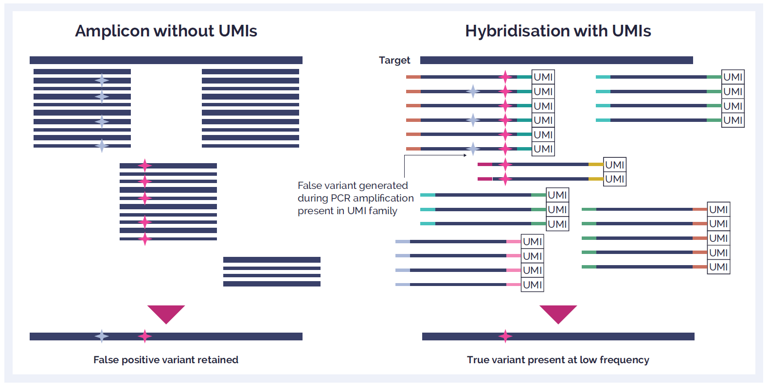 Schematic showing a comparison of amplicon without Unique Molecular Identifiers (UMIs) and hybridisation with UMIs.
