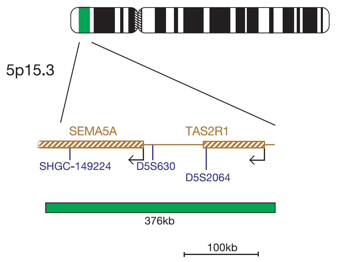 Fluorescence in situ hybridization (FISH) chromosome map showing a probe targeting the TAS2R1 gene.