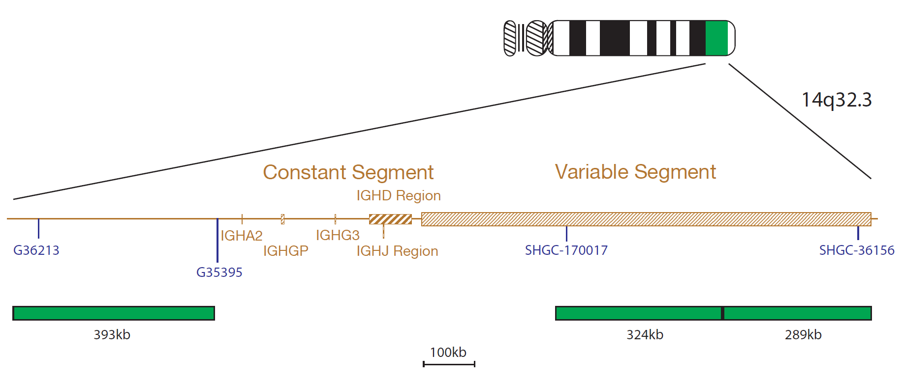 Fluorescence in situ hybridisation (FISH) chromosome map showing a probe targeting the IGH gene.