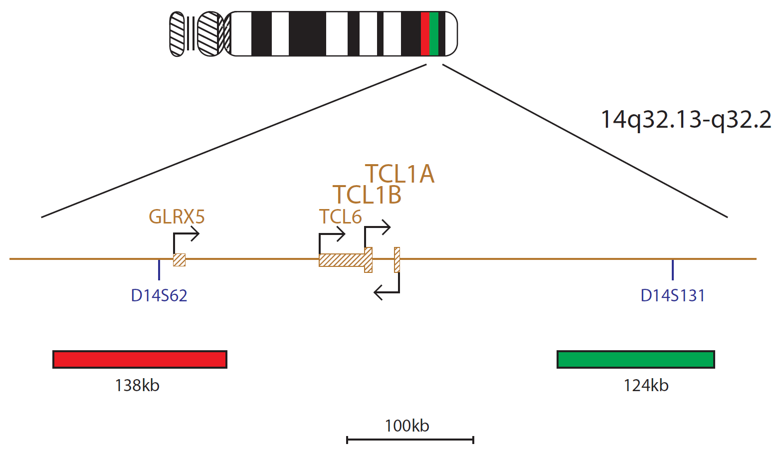 Fluorescence in situ hybridization (FISH) chromosome map showing a probe targeting the TCL1A and TCL1B genes.