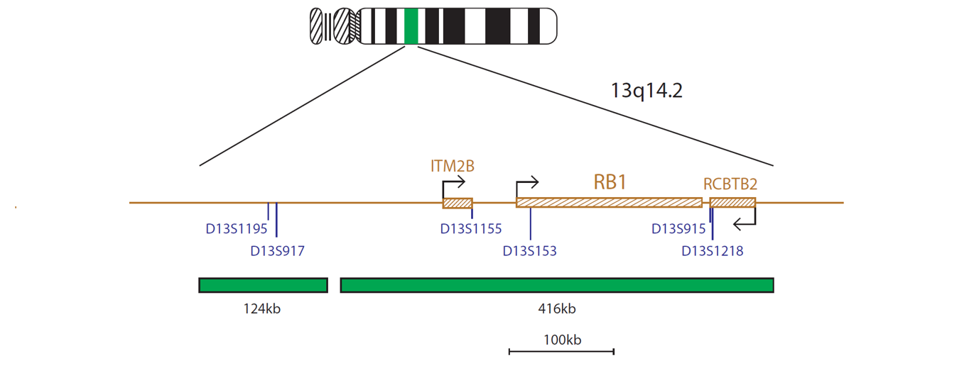 Fluorescence in situ hybridisation (FISH) chromosome map showing a probe targeting the region 13q14.2.