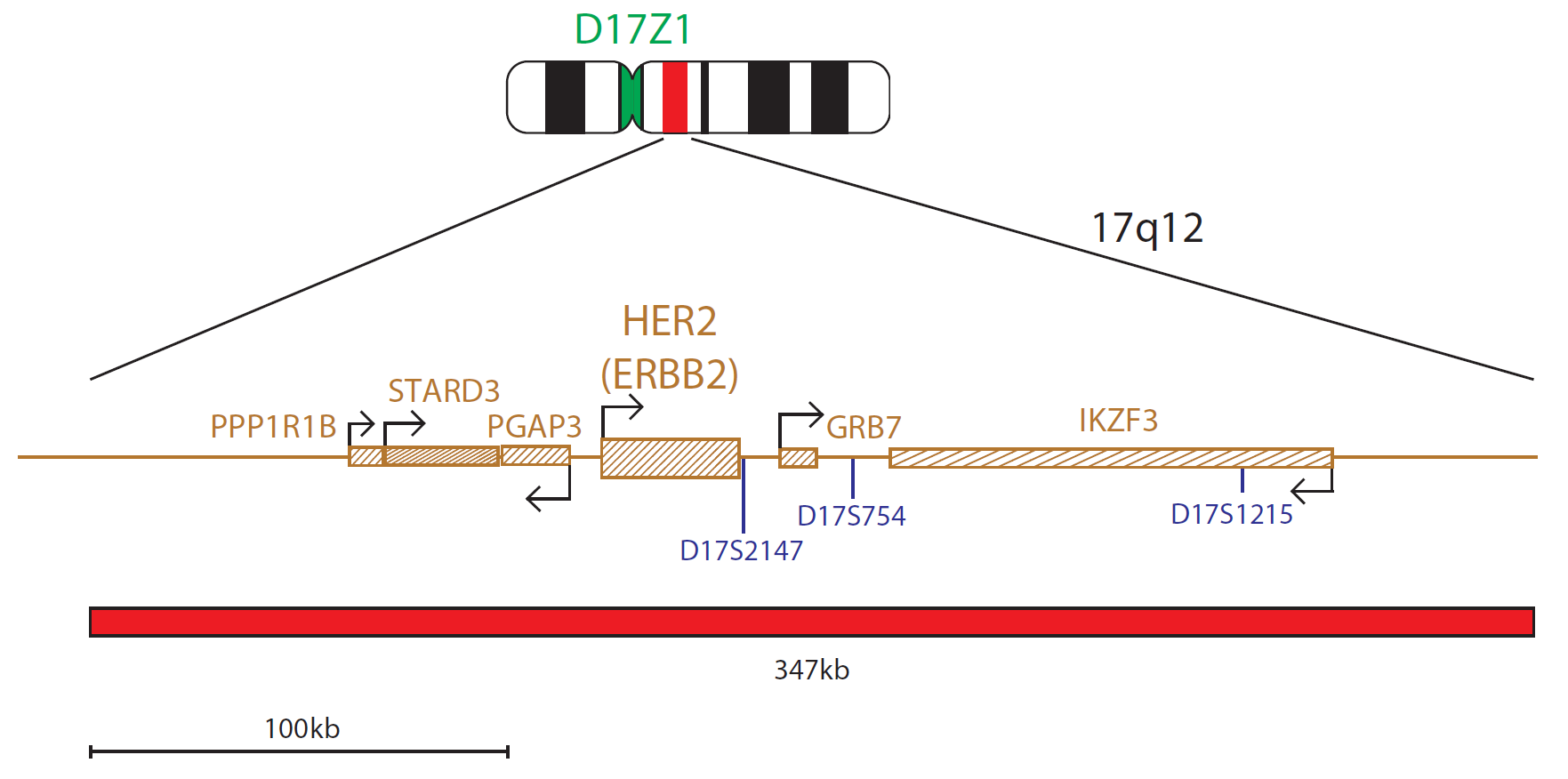 Fluorescence in situ hybridisation (FISH) chromosome map showing a probe targeting the HER2 (ERBB2) gene.