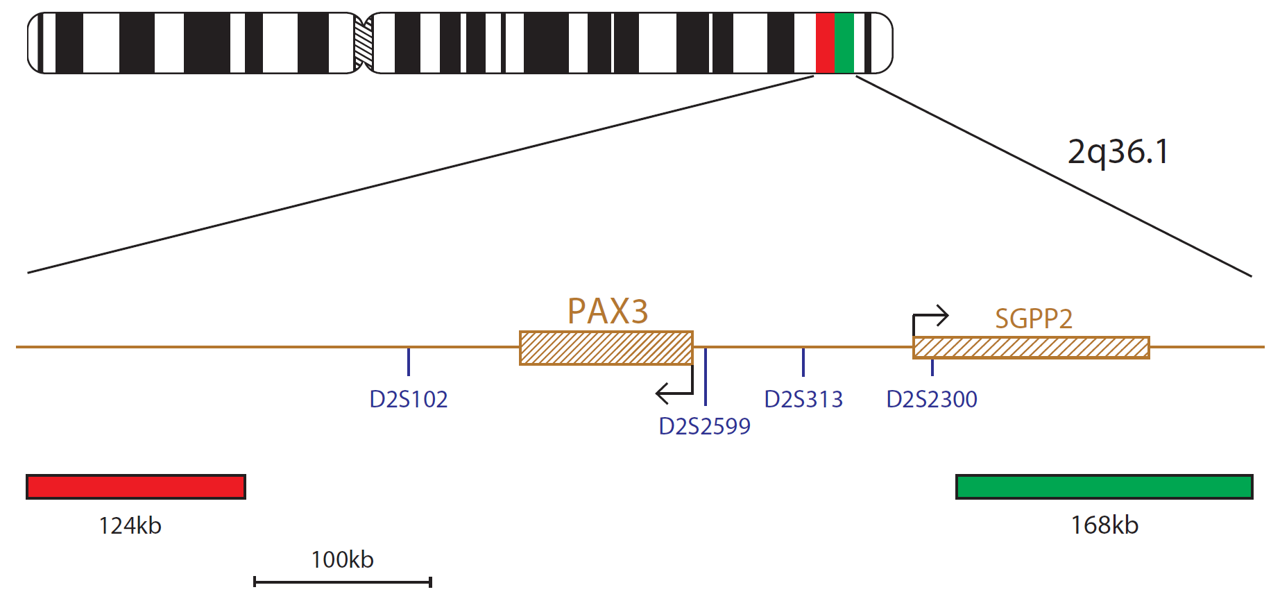 Fluorescence in situ hybridization (FISH) chromosome map showing a probe mix targeting the PAX3 gene.