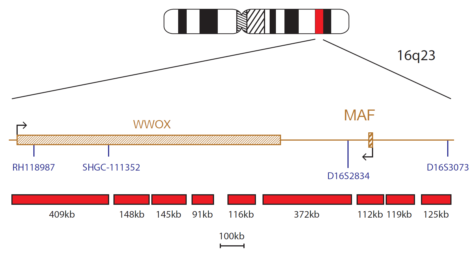 Fluorescence in situ hybridisation (FISH) chromosome map showing a probe targeting the MAF gene.
