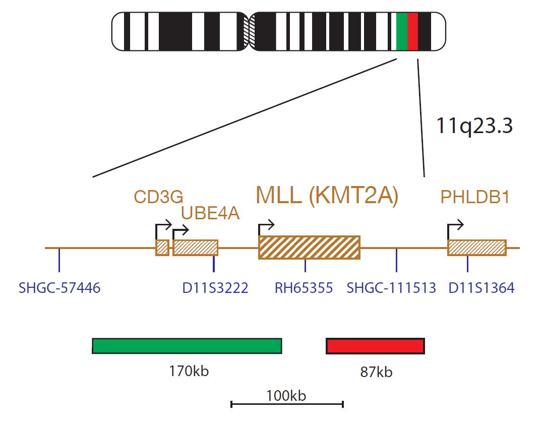 Fluorescence in situ hybridisation (FISH) chromosome map showing a probe targeting the MLL (KMT2A) gene.
