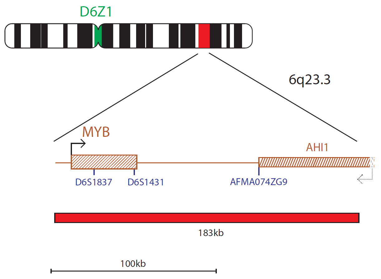 Fluorescence in situ hybridization (FISH) chromosome map showing a probe targeting the MYB gene.