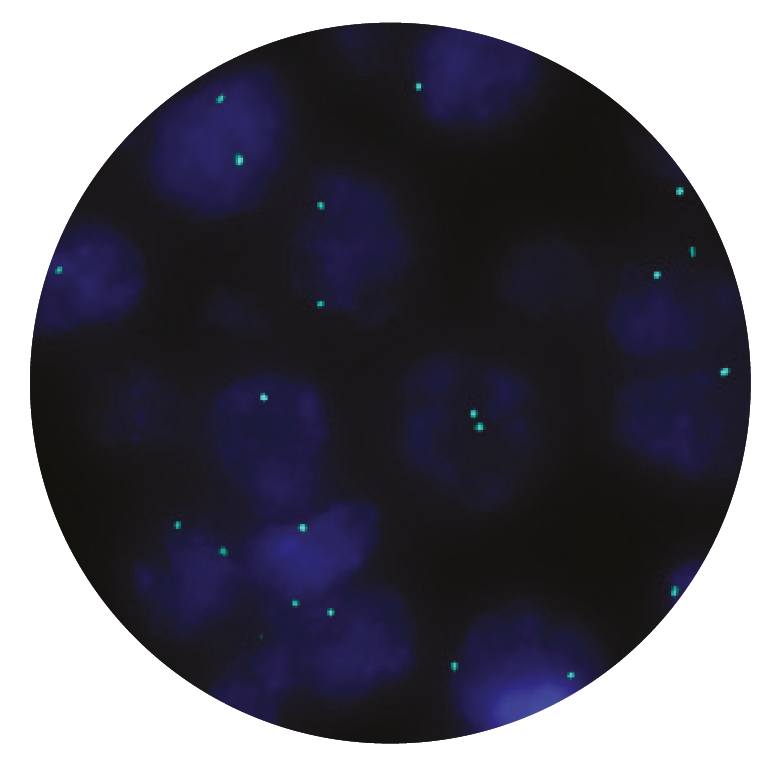 Fluorescence in situ hybridization (FISH) microscope image of the CytoCell ERG Control probe.