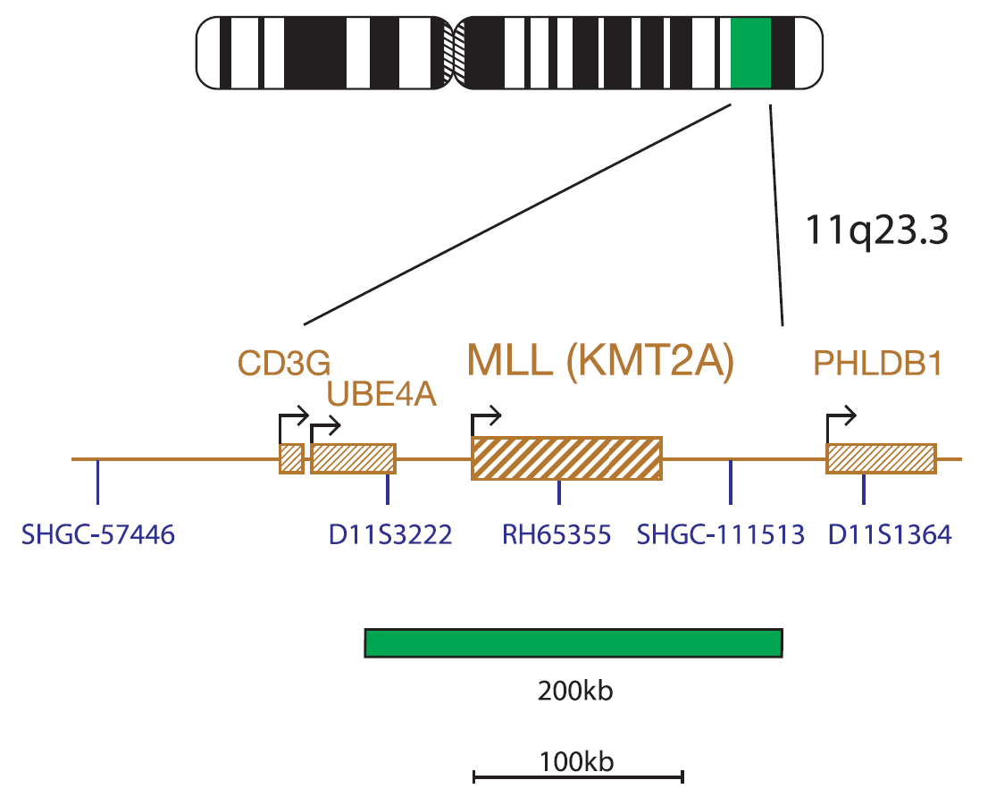 Fluorescence in situ hybridization (FISH) chromosome map showing a probe targeting the MLL (KMT2A) gene.
