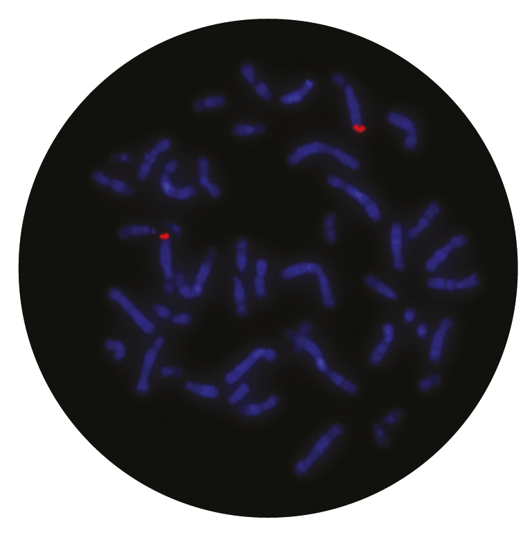Fluorescence in situ hybridization (FISH) microscope image of the CytoCell MLLT4 probe.