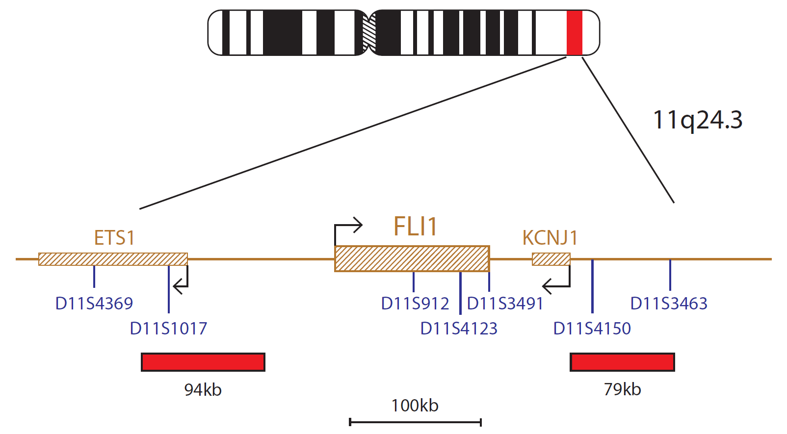 Fluorescence in situ hybridization (FISH) chromosome map showing a probe mix targeting the FLI1 gene.