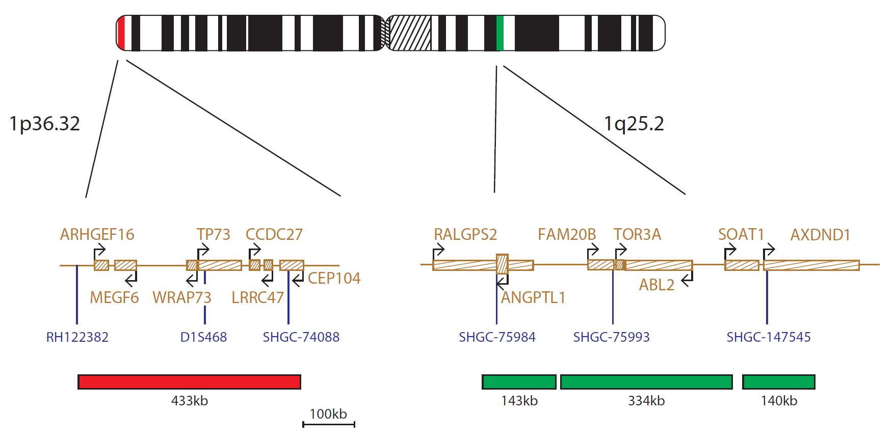 Fluorescence in situ hybridisation (FISH) chromosome map showing a probe targeting the region 1p36.32.