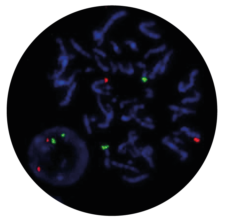 Fluorescence in situ hybridisation (FISH) microscope image of the CytoCell MLL (KMT2A)/MLLT4 (AFDN) probe.