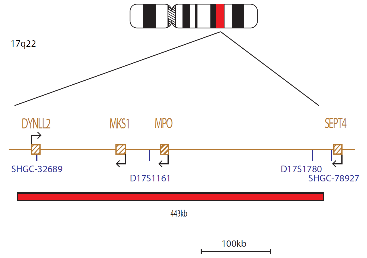 Fluorescence in situ hybridization (FISH) chromosome map showing a probe targeting the MPO gene.