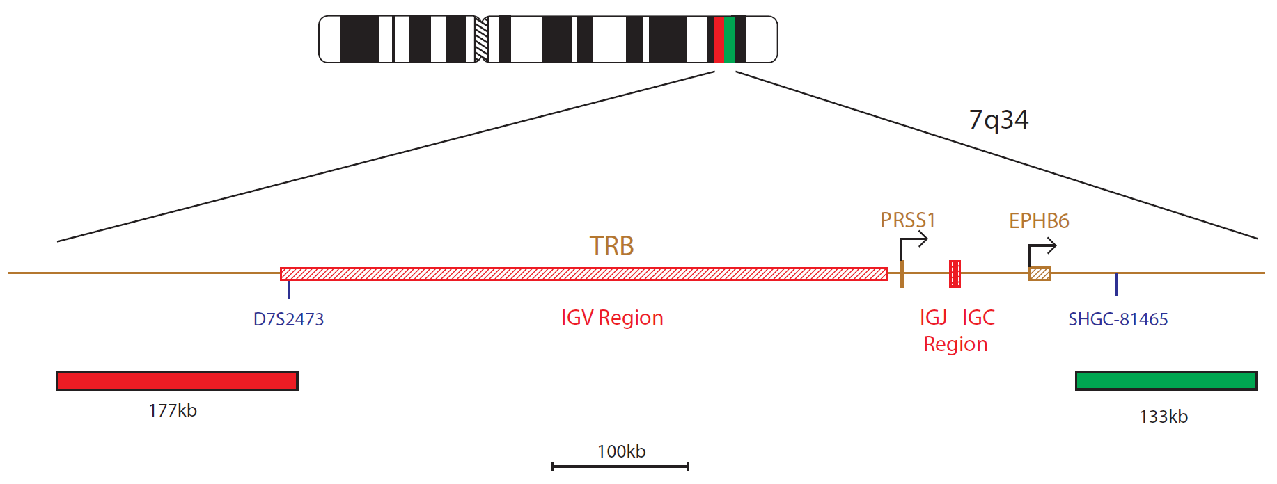 Fluorescence in situ hybridization (FISH) chromosome map showing a probe targeting the TCRB (TRB) gene.