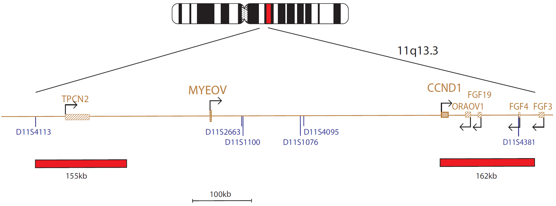 Fluorescence in situ hybridization (FISH) chromosome map showing a probe targeting the MYEOV gene.