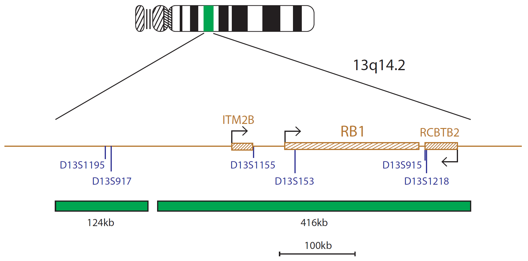 Fluorescence in situ hybridisation (FISH) chromosome map showing a probe targeting the region 13q14.2.