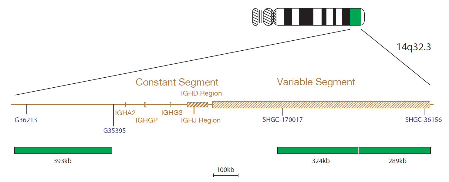 Fluorescence in situ hybridisation (FISH) chromosome map showing a probe targeting the IGH gene.