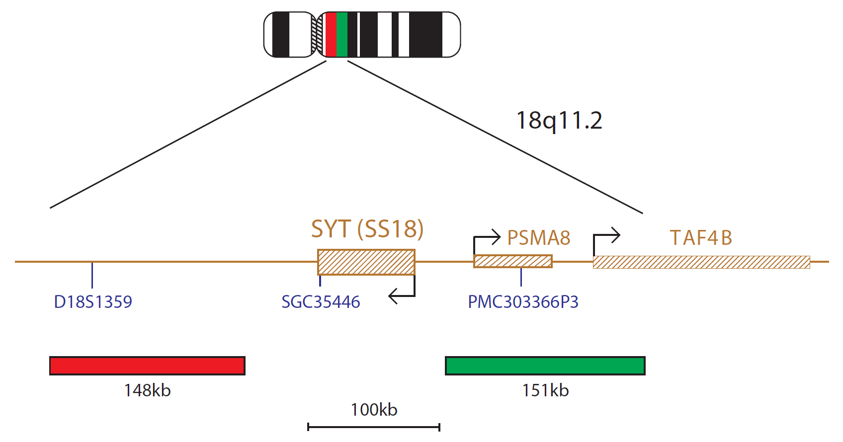 Fluorescence in situ hybridization (FISH) chromosome map showing a probe mix targeting the SYT (SS18) gene.