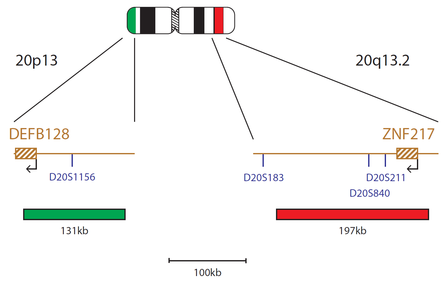 Fluorescence in situ hybridisation (FISH) chromosome map showing a probe targeting the ZNF217 gene.