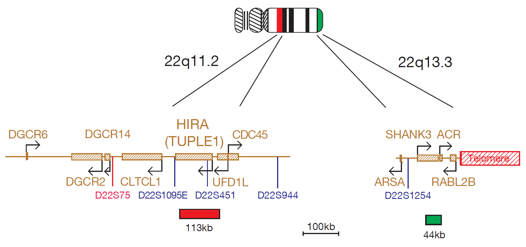 FISH chromosome map showing probes targeting regions associated with DiGeorge, VCFS and 22q13.3 deletion syndromes.