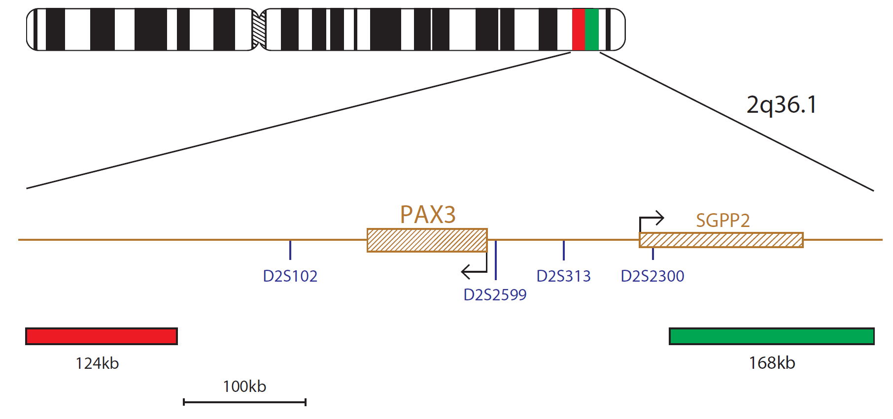 Fluorescence in situ hybridisation (FISH) chromosome map showing a probe targeting the PAX3 gene.
