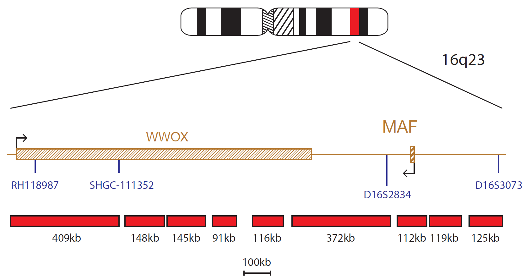 Fluorescence in situ hybridization (FISH) chromosome map showing a probe mix targeting the MAF gene.