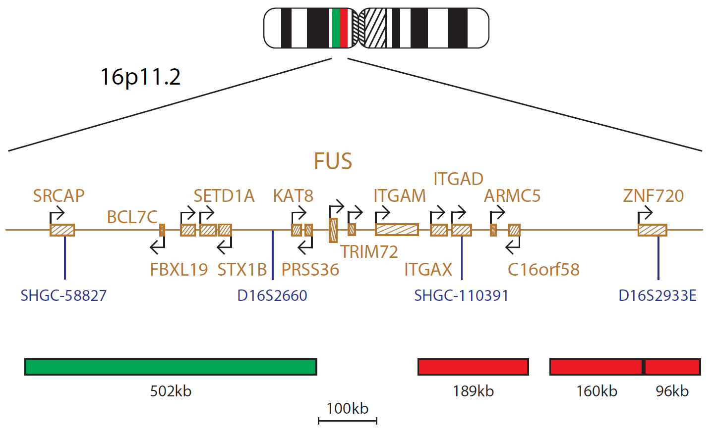 Fluorescence in situ hybridisation (FISH) chromosome map showing a probe targeting the FUS gene.
