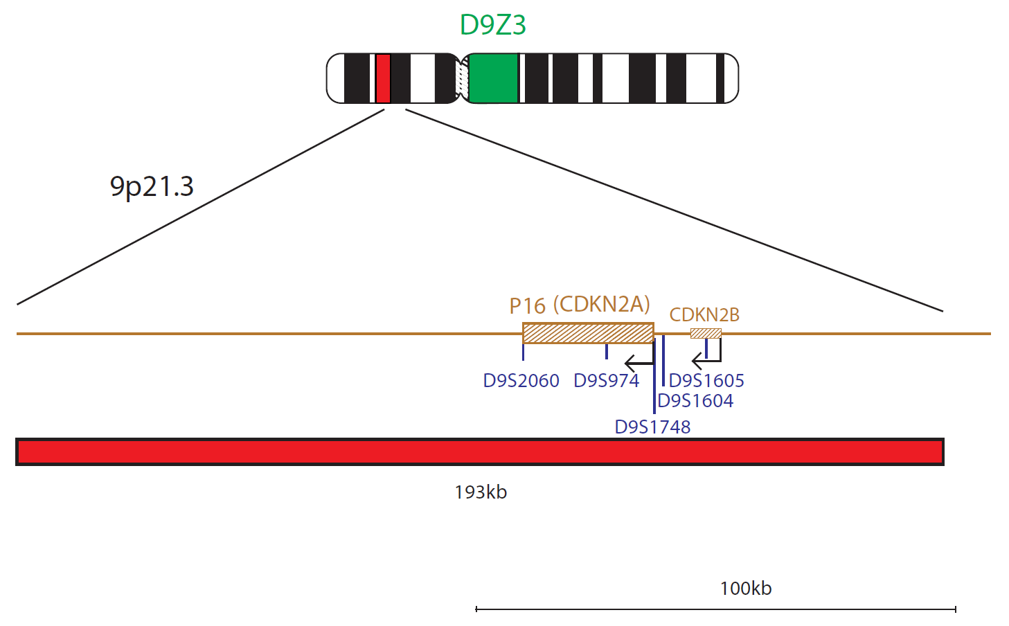 Fluorescence in situ hybridization (FISH) chromosome map showing a probe targeting the P16 (CDKN2A) gene.