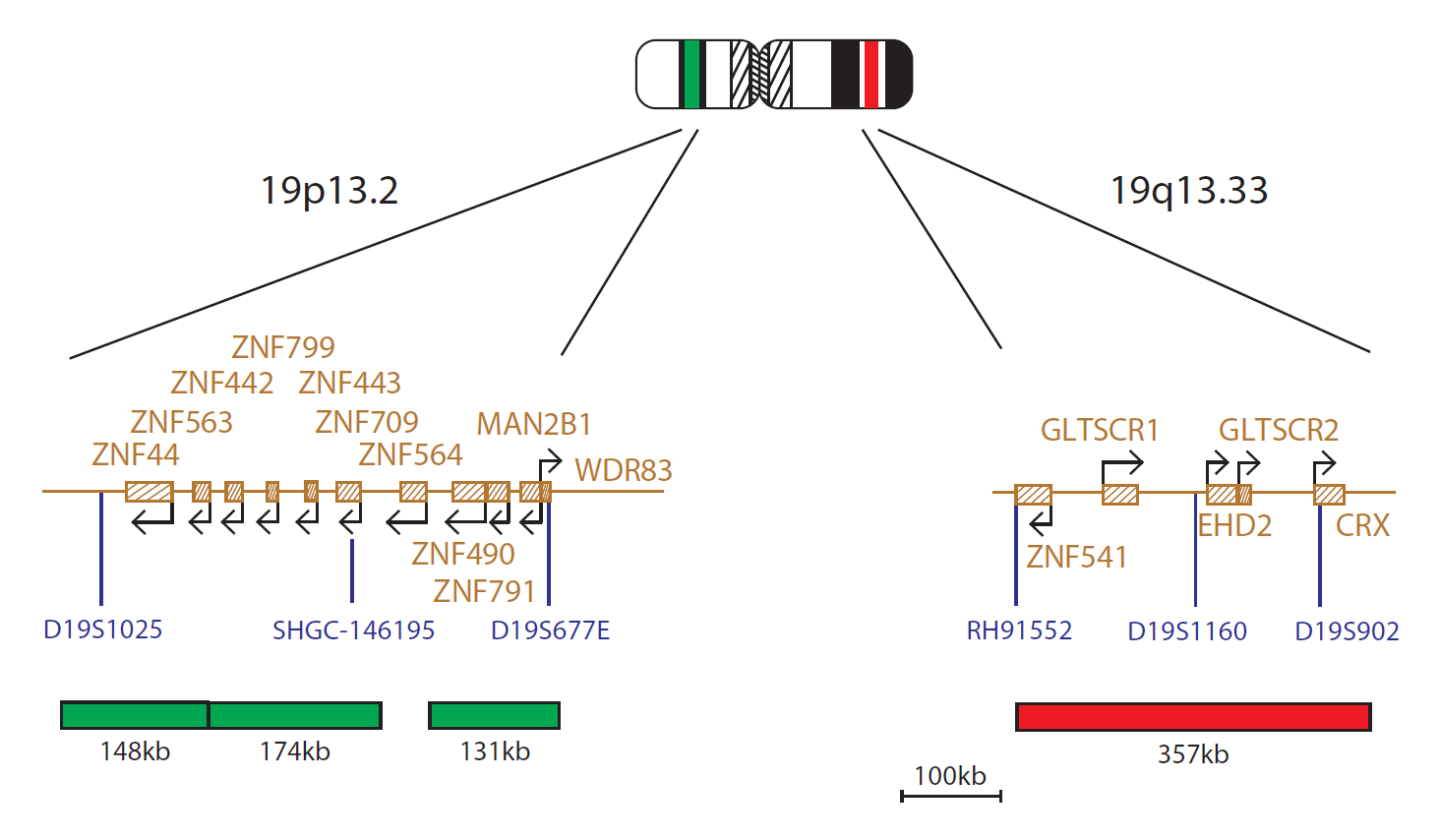 Fluorescence in situ hybridisation (FISH) chromosome map showing a probe targeting the region 19q13.33.