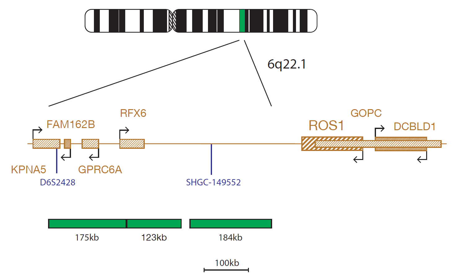 Fluorescence in situ hybridization (FISH) chromosome map showing a probe mix proximal to the ROS1 gene.