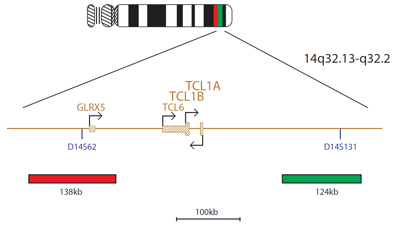 Fluorescence in situ hybridisation (FISH) chromosome map showing a probe targeting the TCL1 gene.