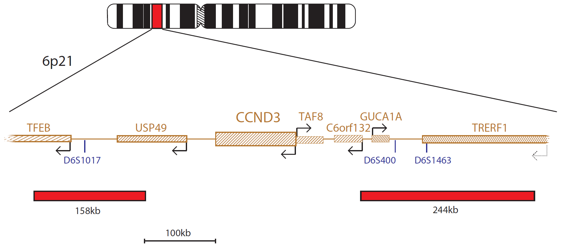 Fluorescence in situ hybridization (FISH) chromosome map showing a probe targeting the CCND3 gene.