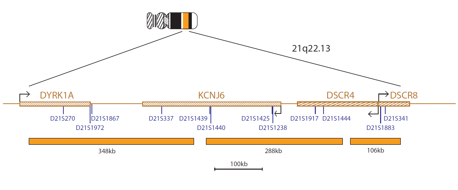Fluorescence in situ hybridisation (FISH) chromosome map showing a probe targeting the region 21q22.13.