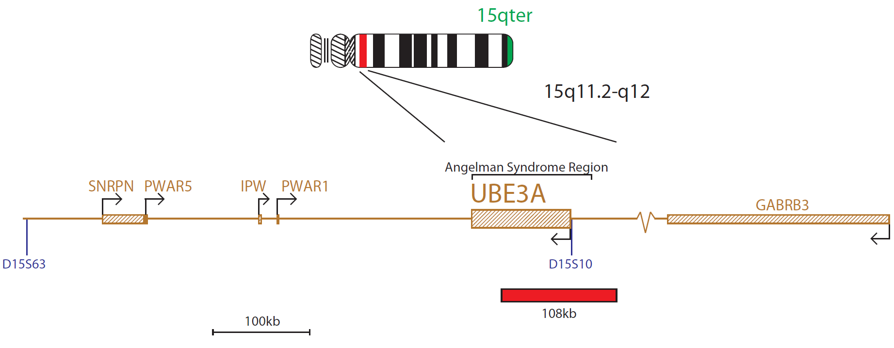 FISH chromosome map showing a probe targeting a region associated with Angelman syndrome (UBE3A gene).