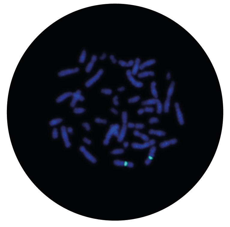Fluorescence in situ hybridization (FISH) microscope image of the CytoCell Chromosome 7 Alpha Satellite Probe Aqua.