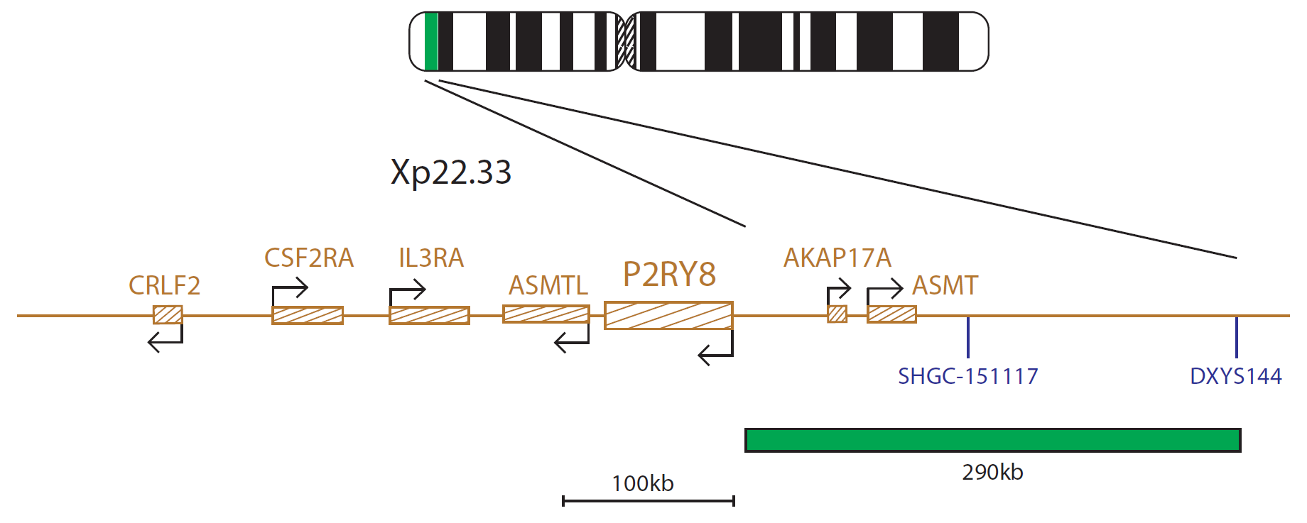 Fluorescence in situ hybridization (FISH) chromosome map showing a probe targeting the P2RY8 gene.