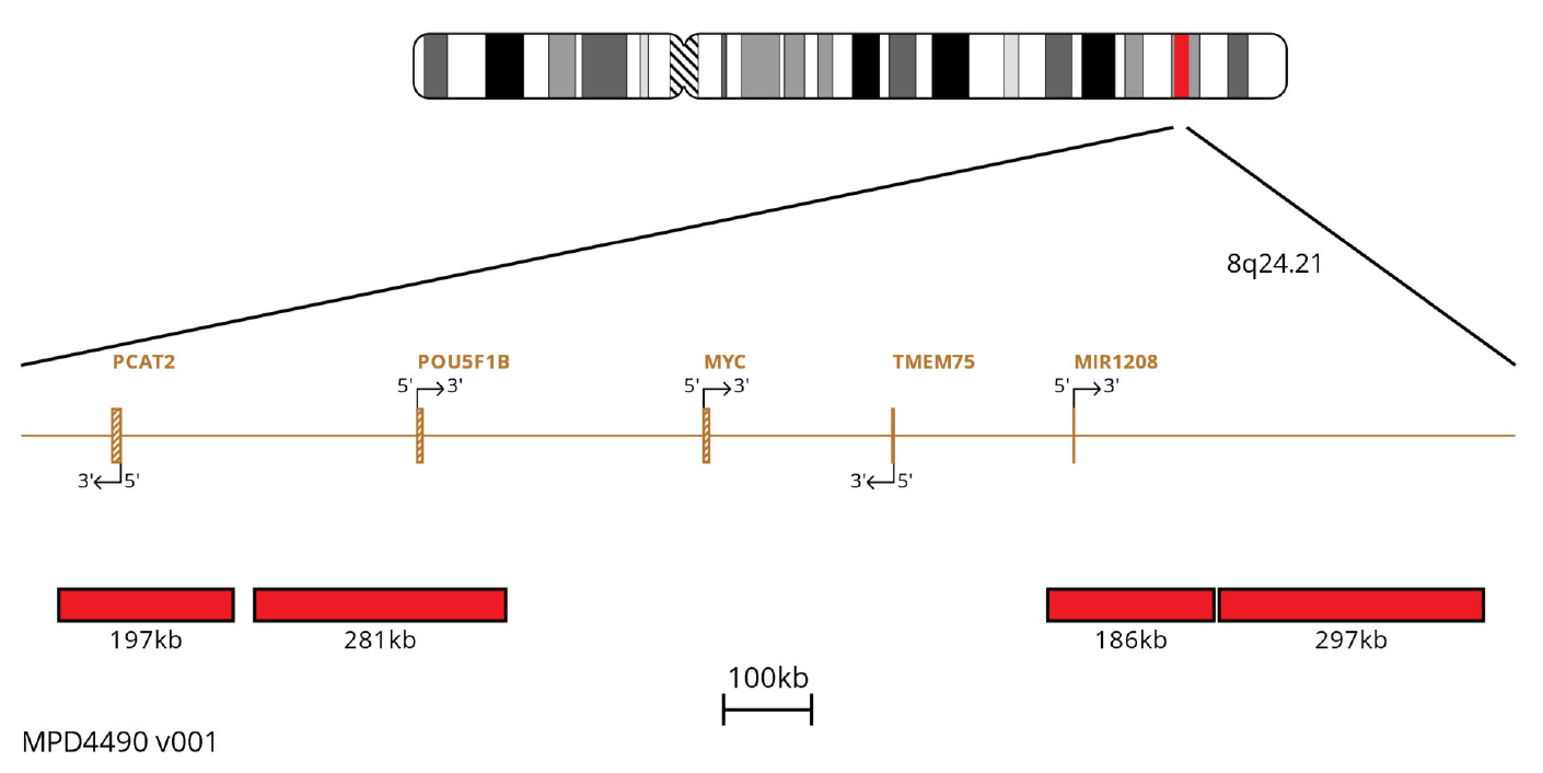 Fluorescence in situ hybridisation (FISH) chromosome map showing probes targeting the MYC gene.