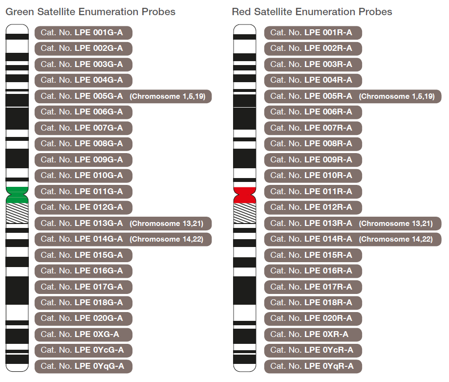 The chromosomal location of green and red labeled CytoCell Satellite Enumeration FISH probes.