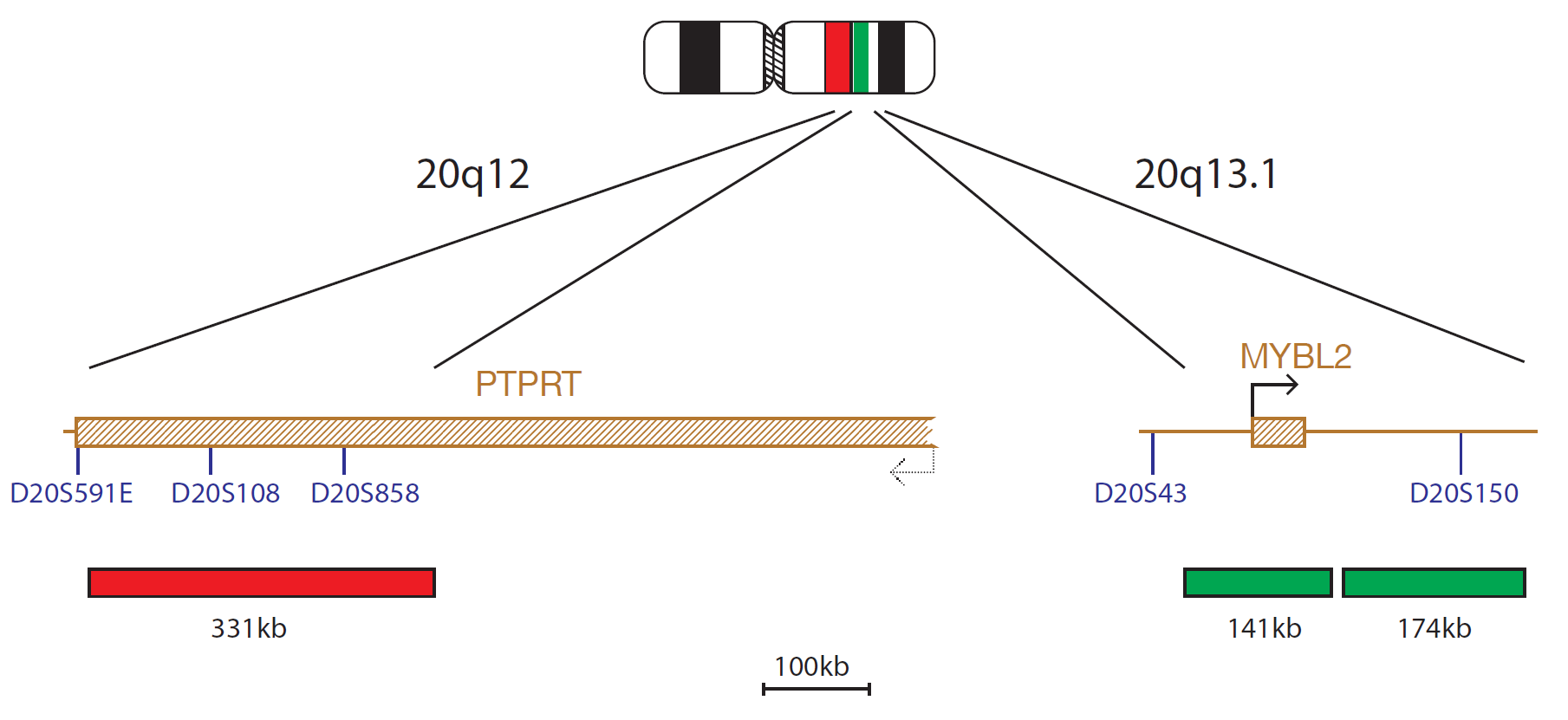 Fluorescence in situ hybridization (FISH) chromosome map showing a probe targeting the regions 20q12 and 20q13.1.