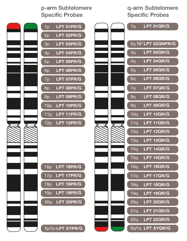 The chromosomal location of p-arm and q-arm CytoCell Subtelomere Specific FISH probes.
