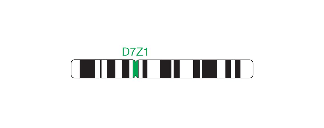 Fluorescence in situ hybridization (FISH) chromosome map showing a probe targeting the region 7cen (D7Z1).