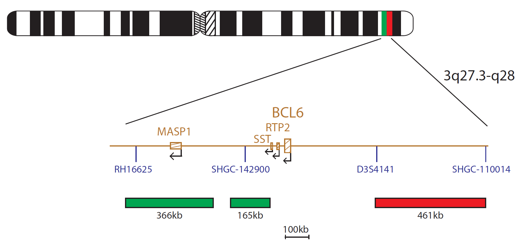 Fluorescence in situ hybridisation (FISH) chromosome map showing a probe targeting the BCL6 gene.