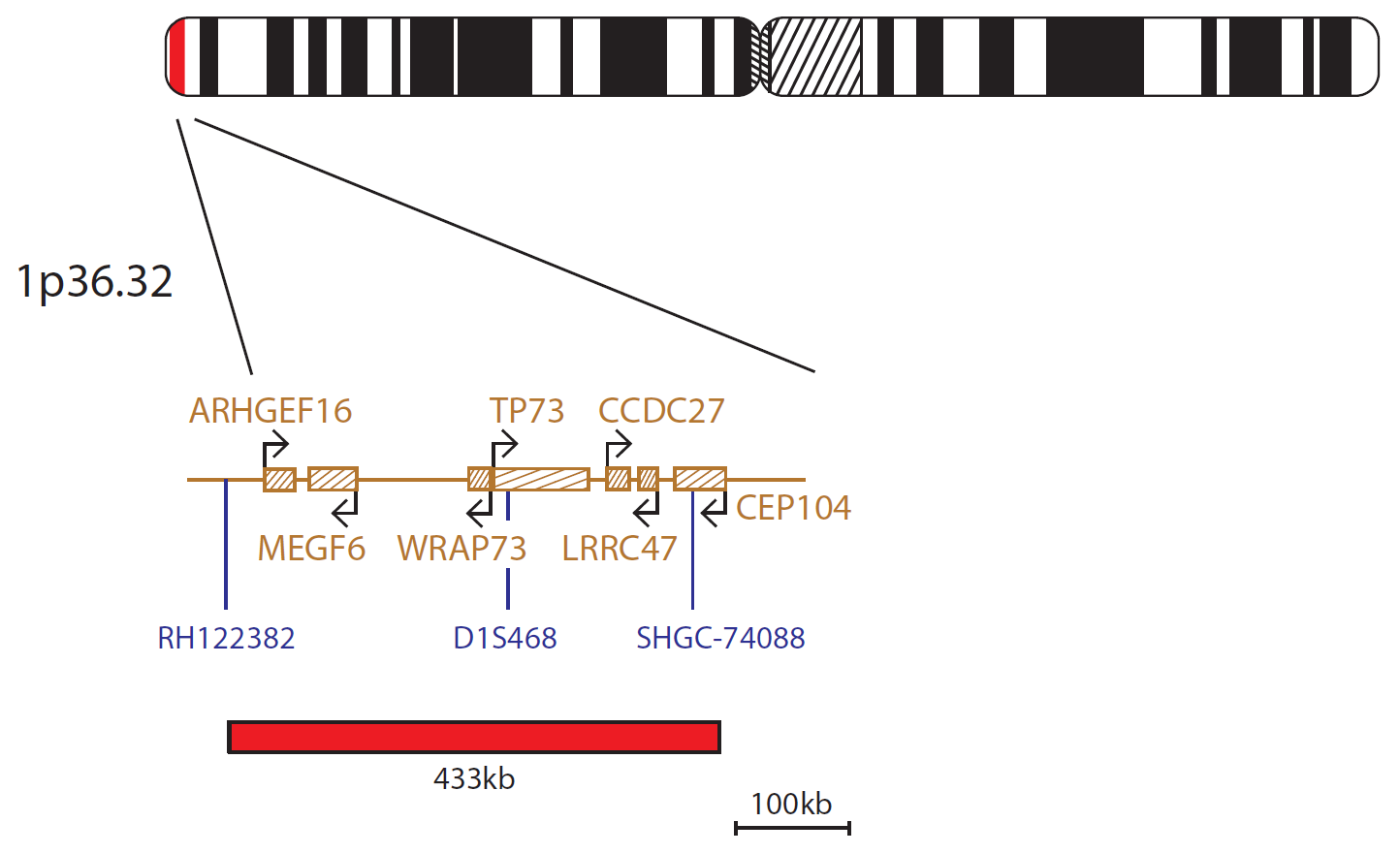 Fluorescence in situ hybridization (FISH) chromosome map showing a probe targeting the region 1p36.32.