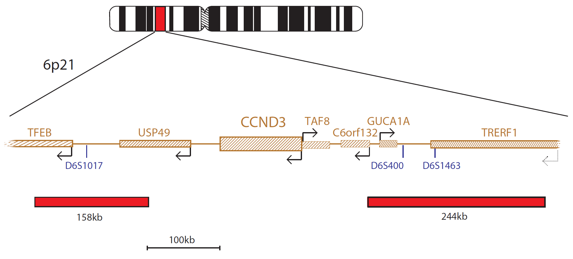 Fluorescence in situ hybridisation (FISH) chromosome map showing a probe targeting the CCND3 gene.