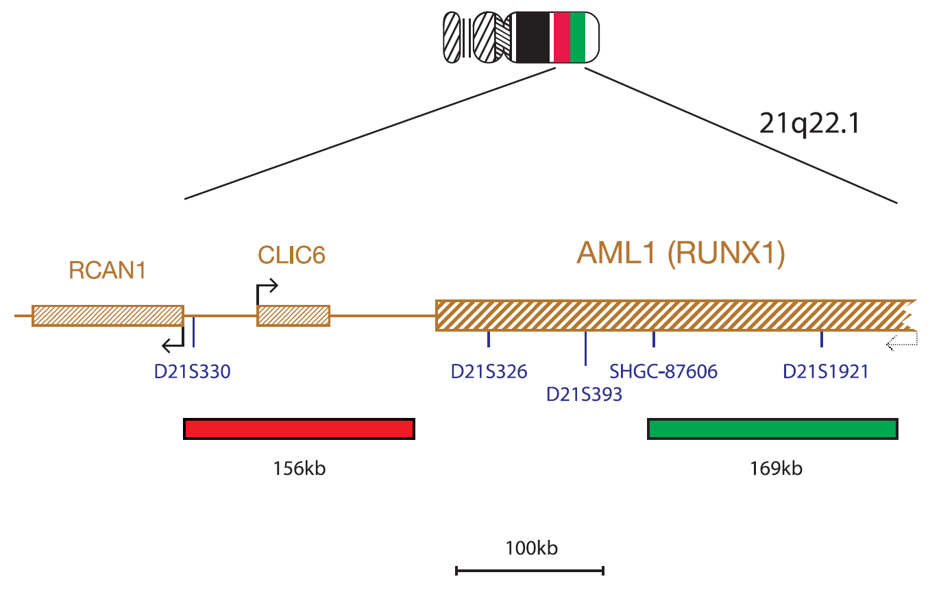 Fluorescence in situ hybridisation (FISH) chromosome map showing a probe targeting the AML1 (RUNX1) gene.