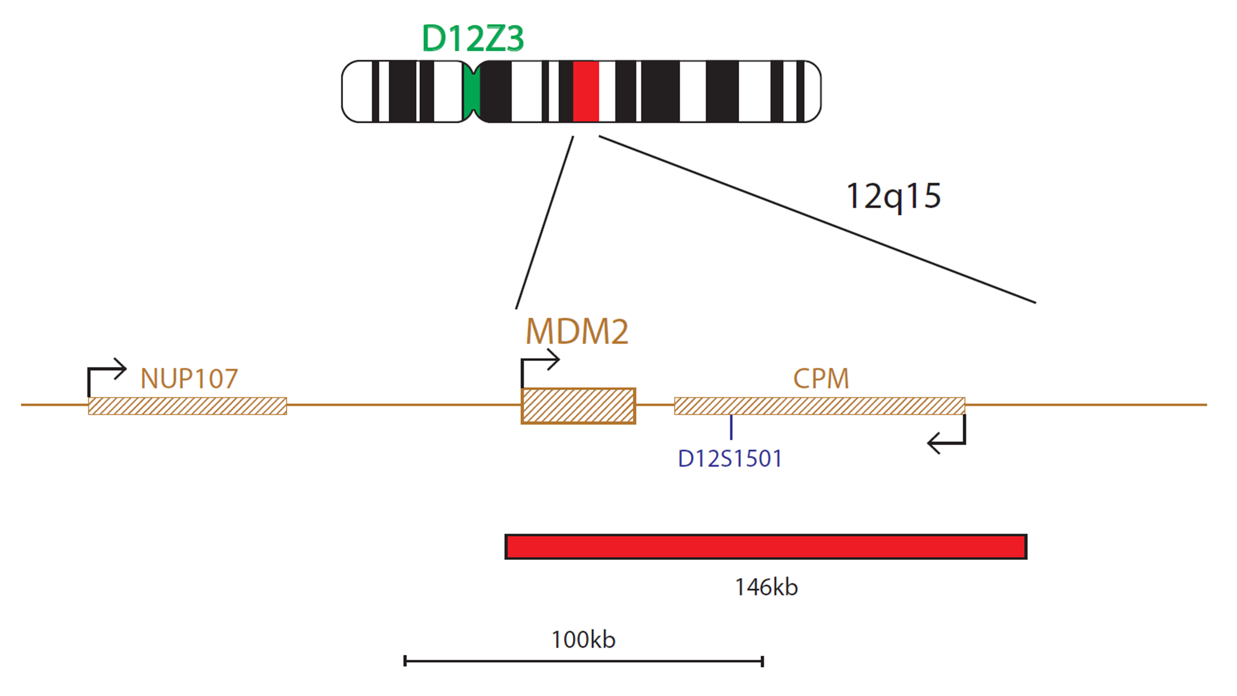 Fluorescence in situ hybridisation (FISH) chromosome map showing a probe targeting the MDM2 gene.