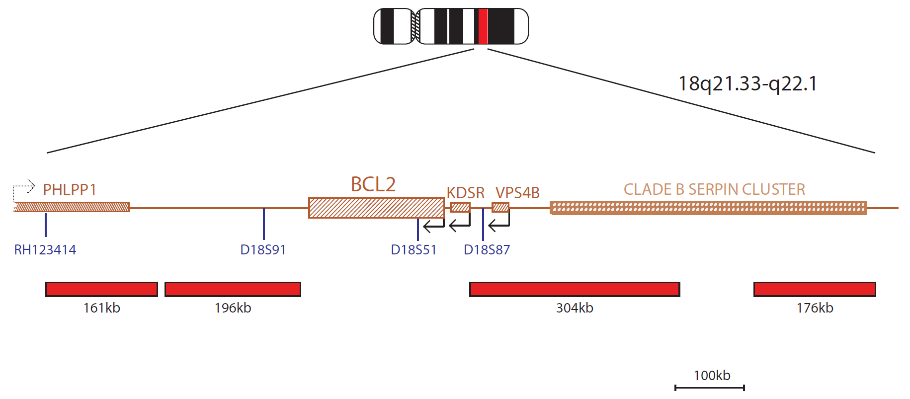 Fluorescence in situ hybridization (FISH) chromosome map showing a probe mix targeting the BCL2 gene.