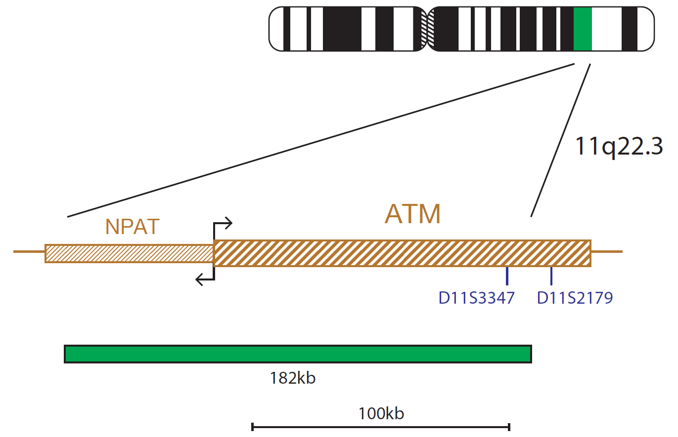 Fluorescence in situ hybridisation (FISH) chromosome map showing a probe targeting the ATM gene.